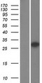 SHOX Protein - Western validation with an anti-DDK antibody * L: Control HEK293 lysate R: Over-expression lysate