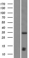 SHOX2 Protein - Western validation with an anti-DDK antibody * L: Control HEK293 lysate R: Over-expression lysate