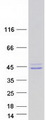 SHOX2 Protein - Purified recombinant protein SHOX2 was analyzed by SDS-PAGE gel and Coomassie Blue Staining