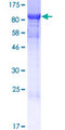 SHQ1 Protein - 12.5% SDS-PAGE of human SHQ1 stained with Coomassie Blue