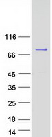 SHQ1 Protein - Purified recombinant protein SHQ1 was analyzed by SDS-PAGE gel and Coomassie Blue Staining