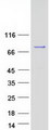 SHQ1 Protein - Purified recombinant protein SHQ1 was analyzed by SDS-PAGE gel and Coomassie Blue Staining