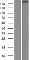 SHROOM2 Protein - Western validation with an anti-DDK antibody * L: Control HEK293 lysate R: Over-expression lysate