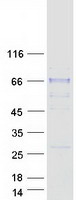 SIAE Protein - Purified recombinant protein SIAE was analyzed by SDS-PAGE gel and Coomassie Blue Staining