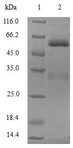 SIAH1 Protein - (Tris-Glycine gel) Discontinuous SDS-PAGE (reduced) with 5% enrichment gel and 15% separation gel.