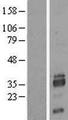 SIAH2 Protein - Western validation with an anti-DDK antibody * L: Control HEK293 lysate R: Over-expression lysate