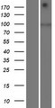 SIDT1 Protein - Western validation with an anti-DDK antibody * L: Control HEK293 lysate R: Over-expression lysate