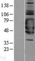 SIGIRR Protein - Western validation with an anti-DDK antibody * L: Control HEK293 lysate R: Over-expression lysate