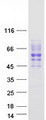 SIGIRR Protein - Purified recombinant protein SIGIRR was analyzed by SDS-PAGE gel and Coomassie Blue Staining