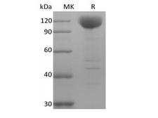 SIGLEC10 Protein - Recombinant Human Siglec-10 (C-Fc-Avi) Biotinylated