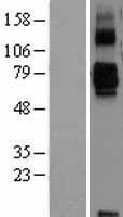 SIGLEC11 Protein - Western validation with an anti-DDK antibody * L: Control HEK293 lysate R: Over-expression lysate