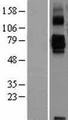 SIGLEC11 Protein - Western validation with an anti-DDK antibody * L: Control HEK293 lysate R: Over-expression lysate