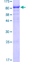 SIGLEC12 Protein - 12.5% SDS-PAGE of human SIGLEC12 stained with Coomassie Blue