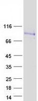 SIGLEC12 Protein - Purified recombinant protein SIGLEC12 was analyzed by SDS-PAGE gel and Coomassie Blue Staining