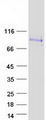 SIGLEC12 Protein - Purified recombinant protein SIGLEC12 was analyzed by SDS-PAGE gel and Coomassie Blue Staining