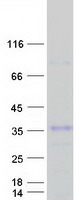 SIGLEC12 Protein - Purified recombinant protein SIGLECL1 was analyzed by SDS-PAGE gel and Coomassie Blue Staining