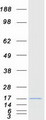 SIGLEC12 Protein - Purified recombinant protein LSMEM1 was analyzed by SDS-PAGE gel and Coomassie Blue Staining