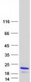 SIGLEC12 Protein - Purified recombinant protein LSMEM1 was analyzed by SDS-PAGE gel and Coomassie Blue Staining