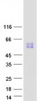 SIGLEC14 Protein - Purified recombinant protein SIGLEC14 was analyzed by SDS-PAGE gel and Coomassie Blue Staining