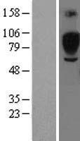 SIGLEC5 / CD170 Protein - Western validation with an anti-DDK antibody * L: Control HEK293 lysate R: Over-expression lysate