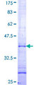 SIGLEC5 / CD170 Protein - 12.5% SDS-PAGE Stained with Coomassie Blue.