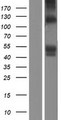 SIGLEC6 Protein - Western validation with an anti-DDK antibody * L: Control HEK293 lysate R: Over-expression lysate