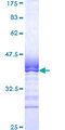 SIGLEC7 / CD328 Protein - 12.5% SDS-PAGE Stained with Coomassie Blue.