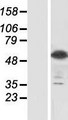 SIGLEC8 Protein - Western validation with an anti-DDK antibody * L: Control HEK293 lysate R: Over-expression lysate