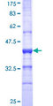 SIGLEC8 Protein - 12.5% SDS-PAGE Stained with Coomassie Blue.