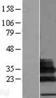 SIGLECL1 Protein - Western validation with an anti-DDK antibody * L: Control HEK293 lysate R: Over-expression lysate