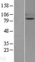 SIK1 / MSK Protein - Western validation with an anti-DDK antibody * L: Control HEK293 lysate R: Over-expression lysate