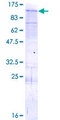 SIK1 / MSK Protein - 12.5% SDS-PAGE of human SNF1LK stained with Coomassie Blue