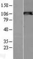 SIK2 / SNF1LK2 Protein - Western validation with an anti-DDK antibody * L: Control HEK293 lysate R: Over-expression lysate