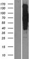 SIK3 / QSK Protein - Western validation with an anti-DDK antibody * L: Control HEK293 lysate R: Over-expression lysate