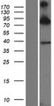 SIM1 Protein - Western validation with an anti-DDK antibody * L: Control HEK293 lysate R: Over-expression lysate