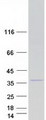 SIMPL / IRAK1BP1 Protein - Purified recombinant protein IRAK1BP1 was analyzed by SDS-PAGE gel and Coomassie Blue Staining