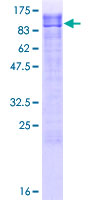 SIPA1L2 Protein - 12.5% SDS-PAGE of human SIPA1L2 stained with Coomassie Blue