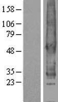 SIPR2 / S1P2 / EDG5 Protein - Western validation with an anti-DDK antibody * L: Control HEK293 lysate R: Over-expression lysate