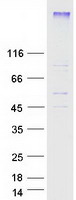 SIPR2 / S1P2 / EDG5 Protein - Purified recombinant protein S1PR2 was analyzed by SDS-PAGE gel and Coomassie Blue Staining