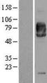 SIRPA / CD172a Protein - Western validation with an anti-DDK antibody * L: Control HEK293 lysate R: Over-expression lysate