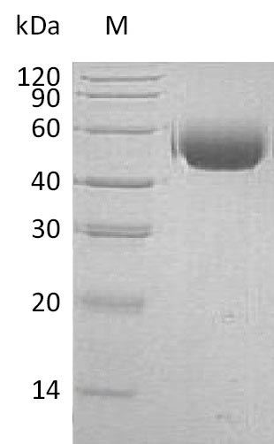 SIRPA / CD172a Protein - (Tris-Glycine gel) Discontinuous SDS-PAGE (reduced) with 5% enrichment gel and 15% separation gel.