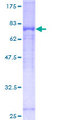 SIRPA / CD172a Protein - 12.5% SDS-PAGE of human SIRPA stained with Coomassie Blue