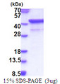 SIRPA / CD172a Protein