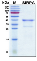 SIRPA / CD172a Protein