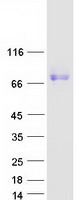 SIRPA / CD172a Protein - Purified recombinant protein SIRPA was analyzed by SDS-PAGE gel and Coomassie Blue Staining