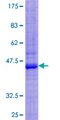 SIRPB1 / CD172b Protein - 12.5% SDS-PAGE of human SIRPB1 stained with Coomassie Blue