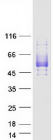 SIRPB1 / CD172b Protein - Purified recombinant protein SIRPB1 was analyzed by SDS-PAGE gel and Coomassie Blue Staining