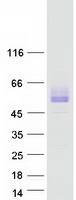 SIRPB1 / CD172b Protein - Purified recombinant protein SIRPB1 was analyzed by SDS-PAGE gel and Coomassie Blue Staining