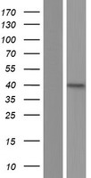 SIRPB2 Protein - Western validation with an anti-DDK antibody * L: Control HEK293 lysate R: Over-expression lysate