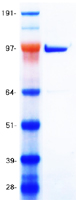 SIRT1 / Sirtuin 1 Protein - Purified recombinant protein SIRT1 was analyzed by SDS-PAGE gel and Coomassie Blue Staining